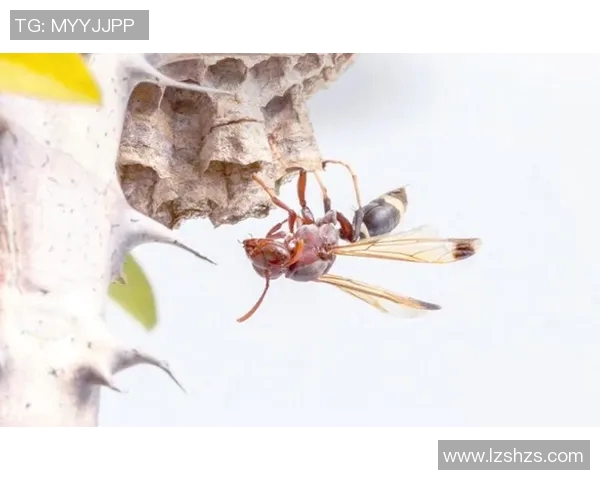 黄蜂的生态习性、社会结构与防治措施探讨