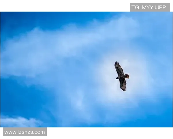 雄鹰展翅翱翔天空，领略自然界中的王者气度与生命力